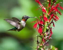 hummingbird