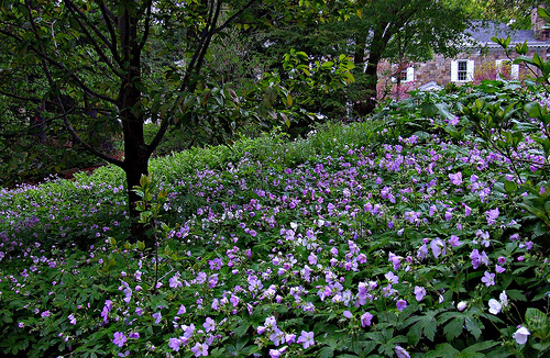 ground cover